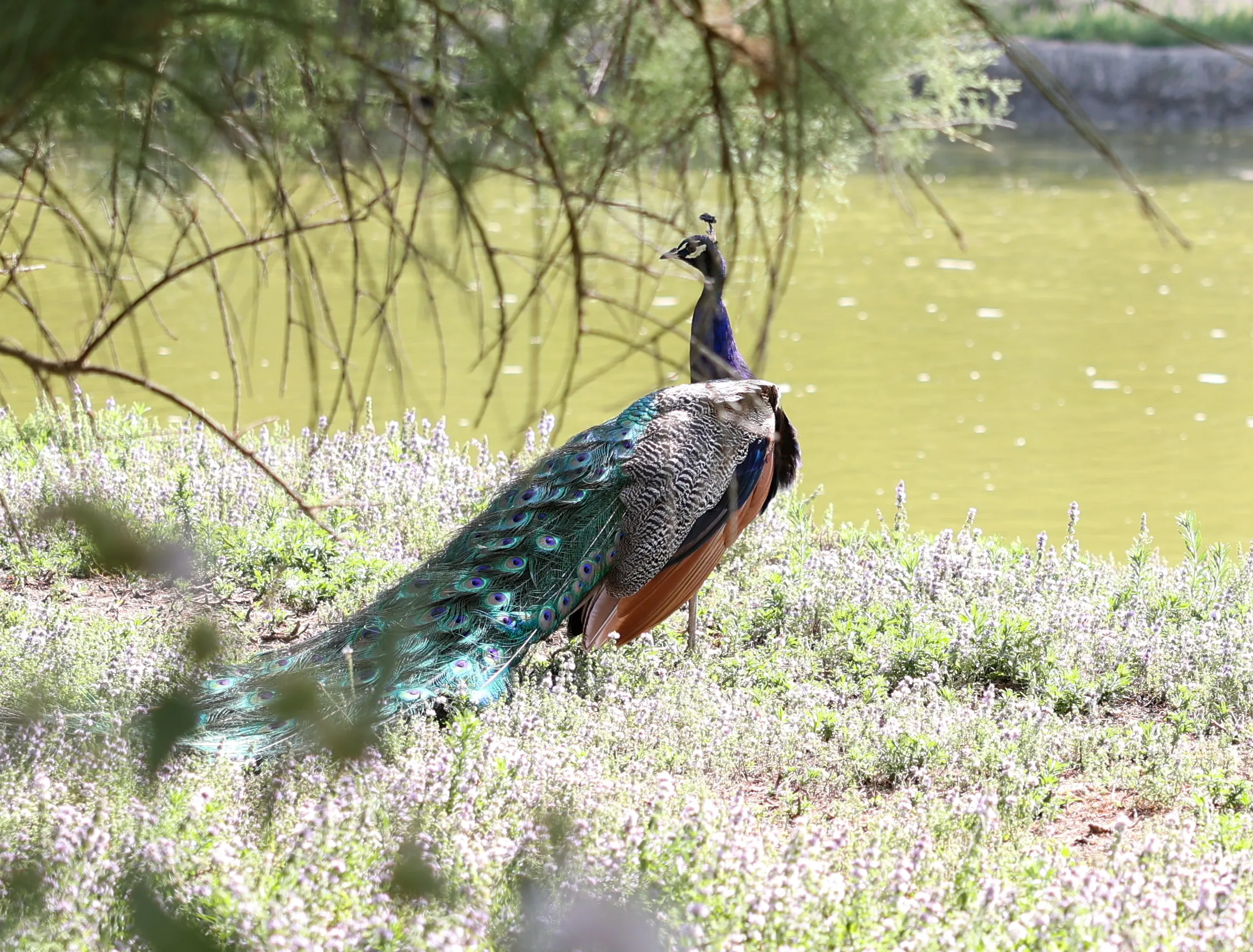 animals near oleorn beaches