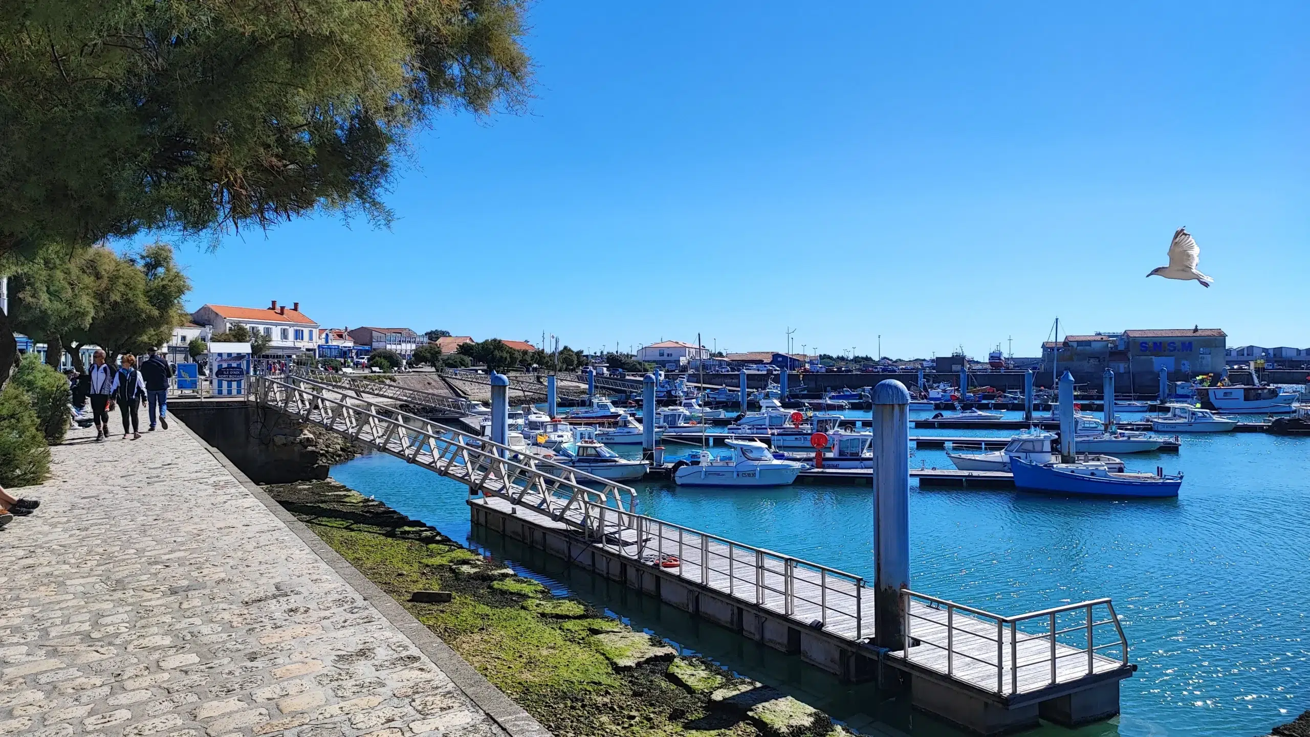 cote potuaire near oleron beaches