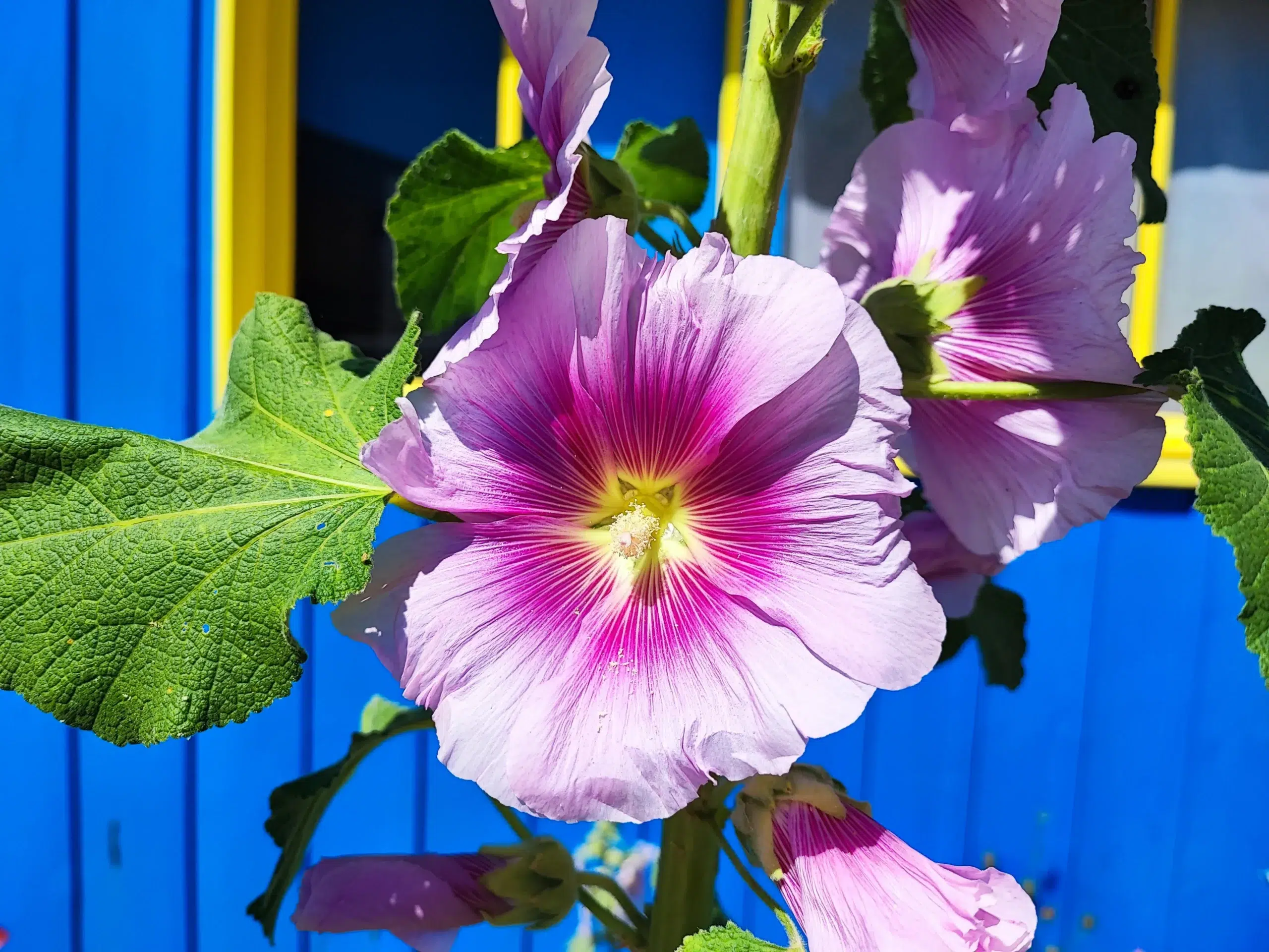 fleur camping le sabia