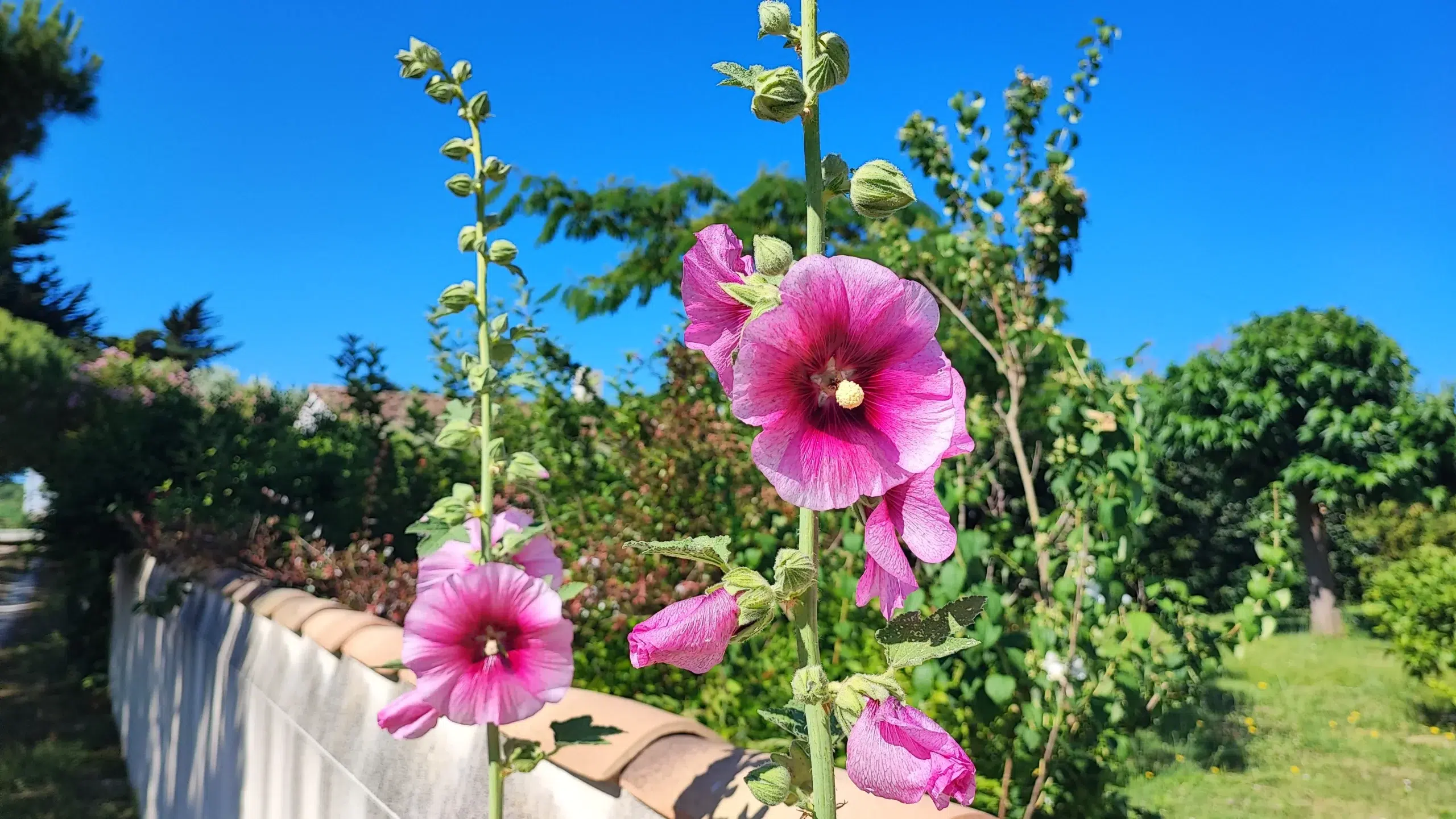 flowers at camping la sabia
