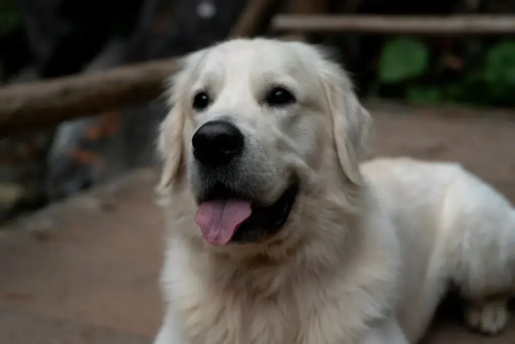 services bring your pet